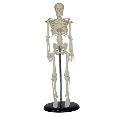 Mini Skeleton Model 42cm