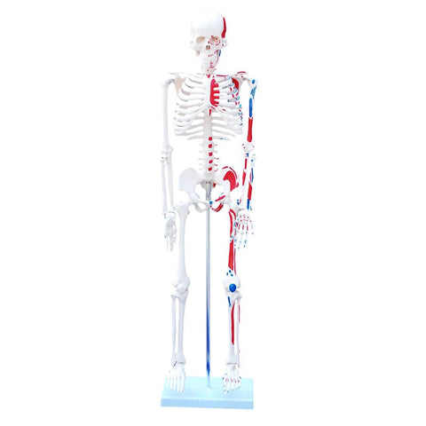 Skeleton Model 85cm with Painted Muscles
