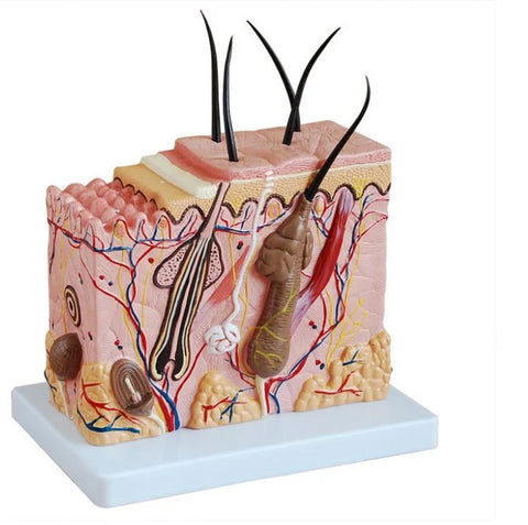 Skin Block Model