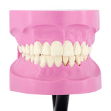 STEM Augmented Reality - Dental Teeth Professional Model