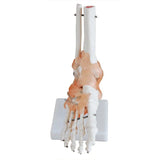 Life Size Foot/Hand Joint With Ligaments Model