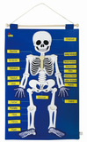 Skeleton / Body Wall Hanging Chart (50X70cm)
