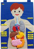 Skeleton / Body Wall Hanging Chart (50X70cm)