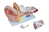 Ear Model (Large) - 4 Parts