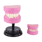 STEM Augmented Reality - Dental Teeth Professional Model