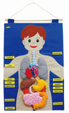 Skeleton / Body Wall Hanging Chart (50X70cm)