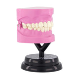 STEM Augmented Reality - Dental Teeth Professional Model