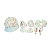 Brain with Arteries (8 Parts)