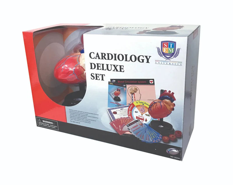 Stemi Heart Model STEM Heart Cardiology Model Deluxe Set – Elex Academic Bookstore