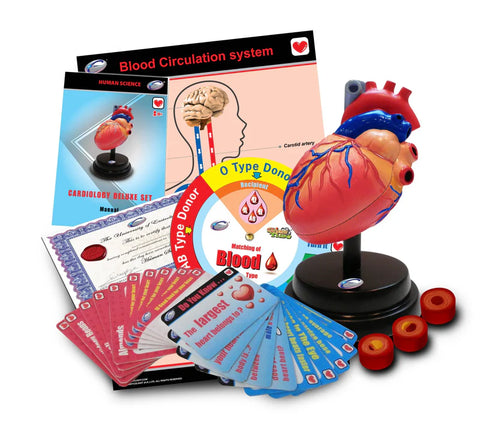 Stemi Heart Model STEM Heart Cardiology Model Deluxe Set – Elex Academic Bookstore