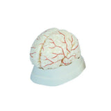 Brain with Arteries (8 Parts)