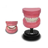 STEM Augmented Reality - Dental Teeth Professional Model