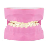 STEM Augmented Reality - Dental Teeth Professional Model
