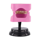 STEM Augmented Reality - Dental Teeth Professional Model