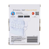 STEM Augmented Reality - Dental Teeth Professional Model