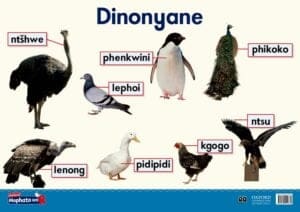 Oxford Kereiti ya R Phousetara 16: Dinonyane