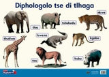 Oxford Kereiti ya R Phousetara 19: Diphologolo tse di tlhaga