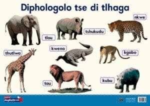 Oxford Kereiti ya R Phousetara 19: Diphologolo tse di tlhaga
