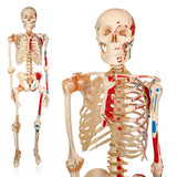 Life Size Skeleton With Painted Muscles And Ligaments-180cm On Roller Stand