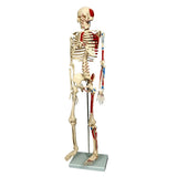85cm Skeleton With Numbered Painted Muscels