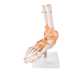 Life Size Foot/Hand Joint With Ligaments Model