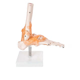 Life Size Foot/Hand Joint With Ligaments Model