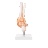 Life Size Foot/Hand Joint With Ligaments Model