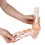Life Size Foot/Hand Joint With Ligaments Model