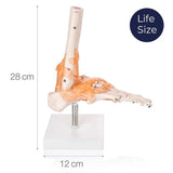 Life Size Foot/Hand Joint With Ligaments Model