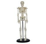 Mini Skeleton Model 42cm