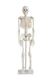 Human Skeleton Model (85cm)