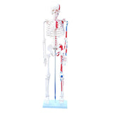 Skeleton Model 85cm with Painted Muscles