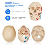 Life Size Skeleton With Painted Muscles And Ligaments-180cm On Roller Stand