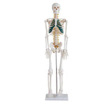 85cm Skeleton With Spinal Nerves