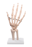 Life Size Foot/Hand Joint With Ligaments Model