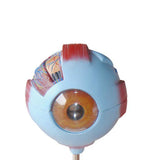 Anatomical Giant Eye Model