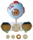 Anatomical Giant Eye Model