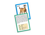 Creatives - Discover Numbers/Animals/Vegetables Jumbo Flash Cards - 36 Cards