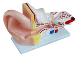 Ear Model (Large) - 4 Parts