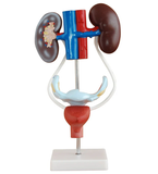 Anatomical Male/Female Urogenital System Model