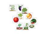 Creatives - Flash Cards Fruits, Vegetables & Their Plants