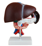 Human Life Size: Liver, Pancreas and Duodenum Simulation Model