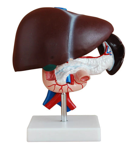Human Life Size: Liver, Pancreas and Duodenum Simulation Model
