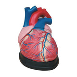 Jumbo Heart Model