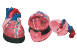 Jumbo Heart Model