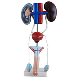 Anatomical Male/Female Urogenital System Model