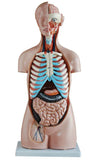 Sexless Human Torso (85cm) 20 Parts