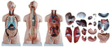 Sexless Human Torso (85cm) 20 Parts