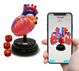 STEM Augmented Reality - Heart Cardiology Professional Model
