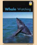 Whale Watching